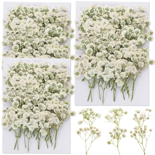90Pcs Mini Dried Pressed Baby's Breath Flowers Bulk - Natural Flat Real White Gypsophila Baby Breath, Pressed Flowers for Resin, Frame Art, Scrapbooking, Wedding Invitation