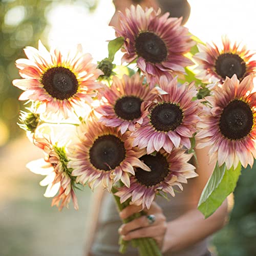 Hollyone Large Silk Pink Sunflowers Artificial Flowers 26" Long Stem Artificial Sunflower 6 Pcs Tall Fake Sun Flowers Vintage Faux Sunflowers Bulk with Stem for Home Wedding Birthday Party Decor - color: Rust Pink