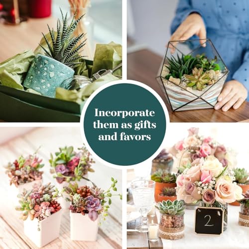 Shop Succulents Assorted Succulent Plant Pack Collection - Live Mini Succulent Plants, Low Maintenance, Mixture of Colors & Textures - Wedding and Party Favors, Gift & Garden - size: 64 Pack