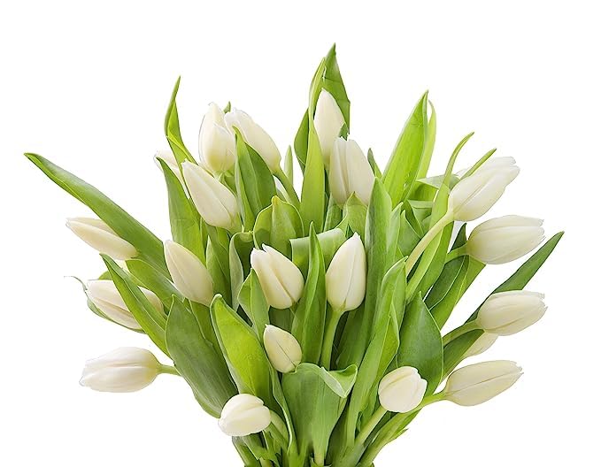 KaBloom PRIME NEXT DAY DELIVERY : Fall Collection - Bouquet of 10 White Tulips without vase Gift for Birthday, Sympathy, Anniversary, Get Well, Thank You, Valentine, Mother’s Day Flowers - color: White, size: 10, style: Without Vase