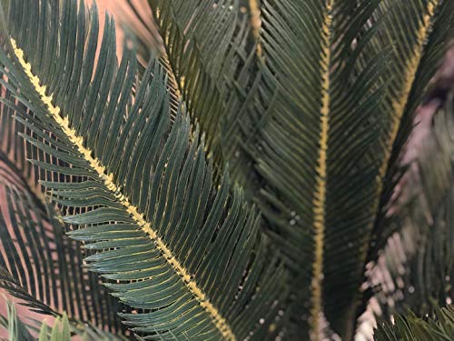AMERIQUE Gorgeous 3 Feet Cycas Revoluta Sago Palm Tree Artificial Plant with Nursery Pot, Feel Real Technology