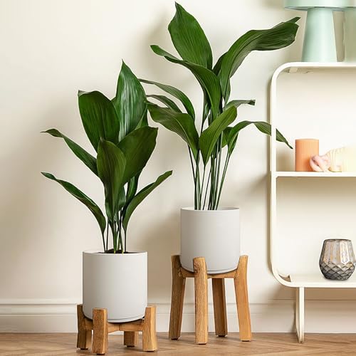Giraffe Creation Cylinder Plant Pots 12/10/8 Inch Set of 3, Modern Round Planters with Drainage Holes and Saucers, Durable Plastic Flower Pots, White - color: White 12/10/8 Inch