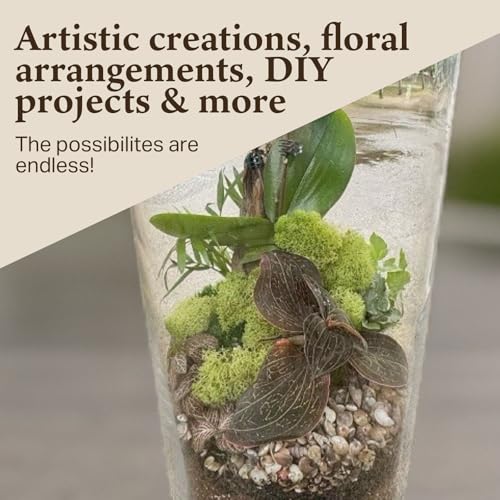 Preserved Reindeer Moss - Moss for Crafts, Home Decor, Art, Design & DIY Projects - Non-Toxic - USA Made (Spring Green, Standard Box) - color: Spring Green, size: Box