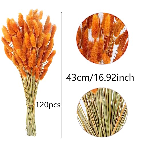 CISDUEO 120pcs Dried Bunny Tails Flowers Orange Lagurus Ovatus Tail Dried Flowers Pampas Grass Natural Dried Floral Arrangement for Boho Fall Decor Autumn Wedding DIY Farmhouse Christmas Halloween - color: Orange