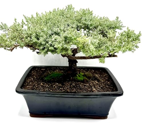 Live Dwarf Juniper Bonsai Tree 15+Years Old | Juniper or Jade Bonsai Tree | Indoor/Outdoor | 100% Handcrafted| Home and Office Décor | Best Gift for Holiday (style4) - color: Juniper Xxl