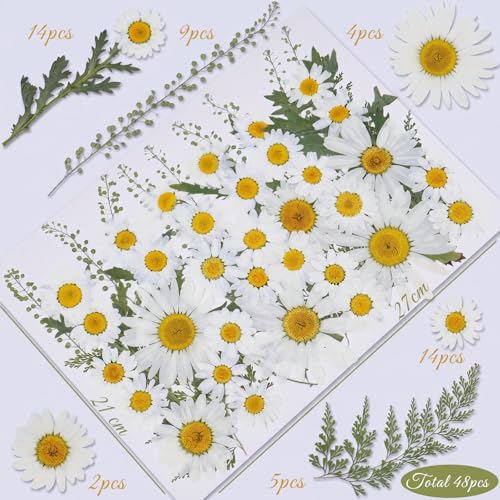 48 Pcs Natural Dried Pressed Daisy Flowers for Cake Decorating, Birthday Party Favors, Real Dry Daisies for Cupcakes, Resin Jewelry Making, DIY Art Crafts(Daisy) - color: Daisy