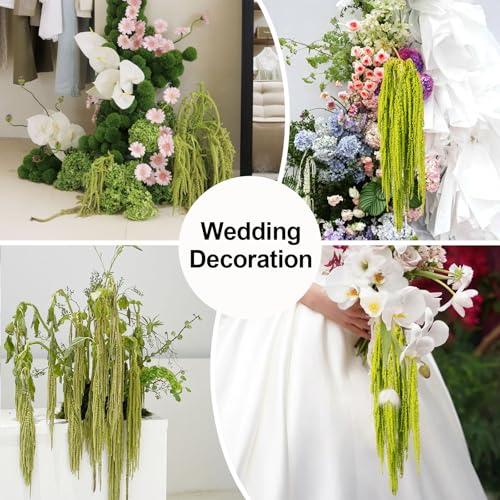 5Pcs Dried Amaranthus Hanging Flowers, 23" Neon Lime Green Preserved Wisteria for Wedding Arch, Fall Thanksgiving, Table Centerpiece, Wall Hanging Lover Tears, Floral Arrangement, Farmhouse Décor