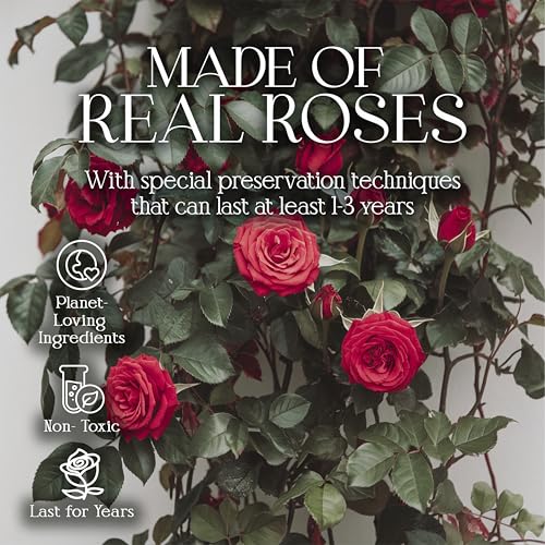GLAMOUR BOUTIQUE Preserved Roses in a Box - Gifts for Her, Wife & Mom, Rose Flowers Forever Decor for Birthday Gift, Get Well Flower Bouquet Cased in White Box with Cover - Red - 16 (Color-Treated) - color: Red, size: 16 Roses Heart Box