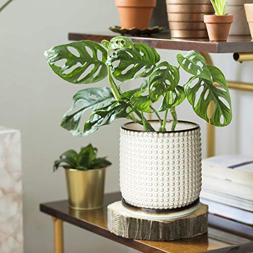D'vine Dev 6 Inch Ceramic Beaded Stoneware Planter Pot - Flower Pot with Drainage Holes and Saucers for Indoor Succulent Plants or Flowers, Smoked White, 27-C-X-1 - color: Smoked White, size: 5.8 Inch