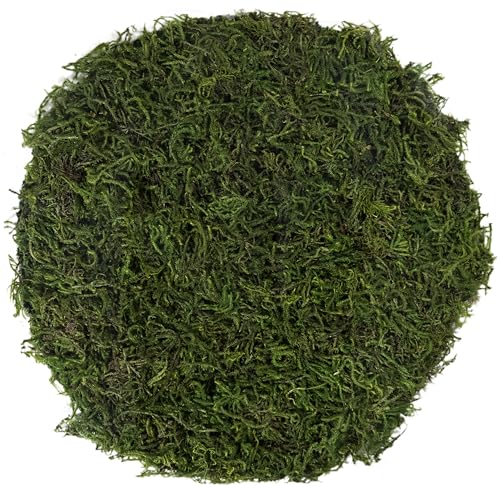 SuperMoss (26280) Mossy Placemat, Fairy Garden Table Wedding Decor Preserved Forest Moss, 12 in Round