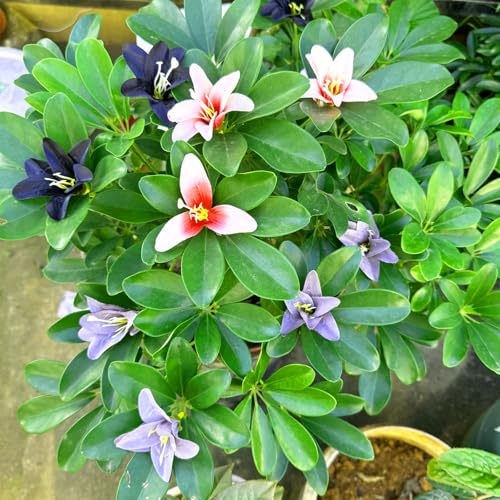 20 Pcs Artificial Lily Flower Head, Beanpastecolor | Fake Flowers Heads, Simulation Small Lily, DIY Handmade, Wedding Photography Party Home Decoration - color: Bean Paste Color