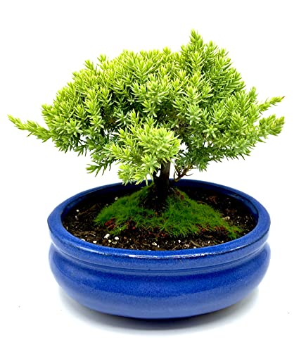Live Dwarf Juniper Bonsai Tree Small | Indoor/Outdoor | 100% Handcrafted| Home and Office Décor | Best Gift for Holiday - color: Juniper S