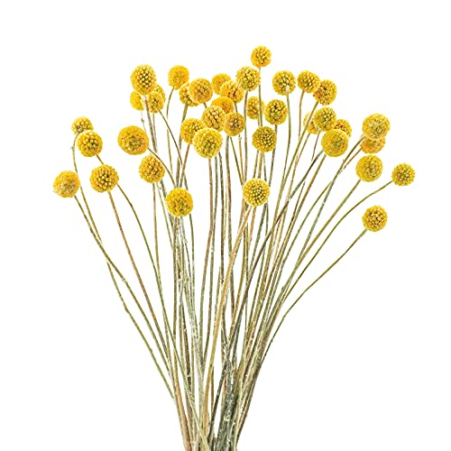 Uieke 40Pcs Natural Dried Flowers Dried Craspedia Billy Balls Flowers, Dried Billy Buttons 16" Yellow Flowers Arrangements for Farmhouse Wedding Home Party DIY Decor - color: Yellow-11mm-40pcs