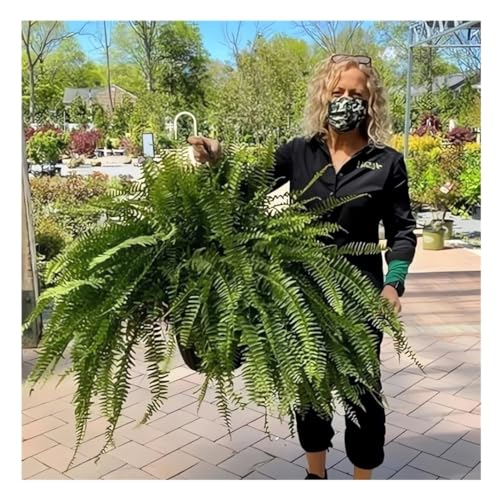 UV Resistant Lifelike Artificial Boston Fern - 2024 New Faux Boston Ferns Outdoor Planter Large, Realistic Fake Feen Hanging Silk Fern Stems Indoor Basket Plant Urn Fillers Front Porch (2, Green) - color: Green