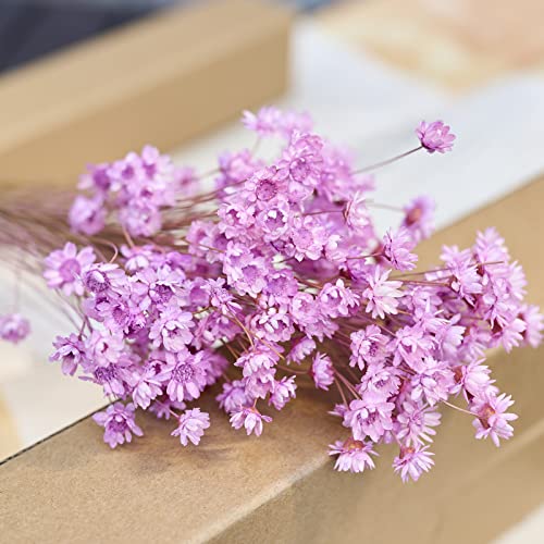 Natural - Dried - Flowers Brazilian Small Star Daisy Dried Decorative Mini Chamomile Bouquet for Wedding Floral Arrangements Home Decorations Valentine's Day Gifts (200 Stems) (Light Purple ) - color: Light Purple