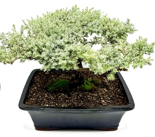 Live Dwarf Juniper Bonsai Tree 15+Years Old | Juniper or Jade Bonsai Tree | Indoor/Outdoor | 100% Handcrafted| Home and Office Décor | Best Gift for Holiday (style4) - color: Juniper Xxl