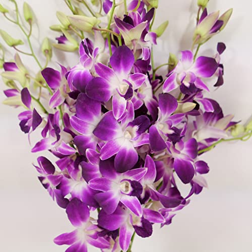 Athena’s Garden Fresh Cut Orchids Purple 10 Stems Sonia Dendrobium Orchids Flowers with Vase and Rocks - size: 10 Stems with Vase