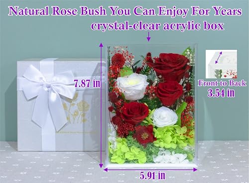 Valley of Rain & Forest Long-Lasting Real Flowers With Delivery | Handcrafted Preserved Rose Bush For you to Send Love for All Occasions, Indoor Floral Decor (Red White Roses Arrangement) - color: Red White Roses Arrangement