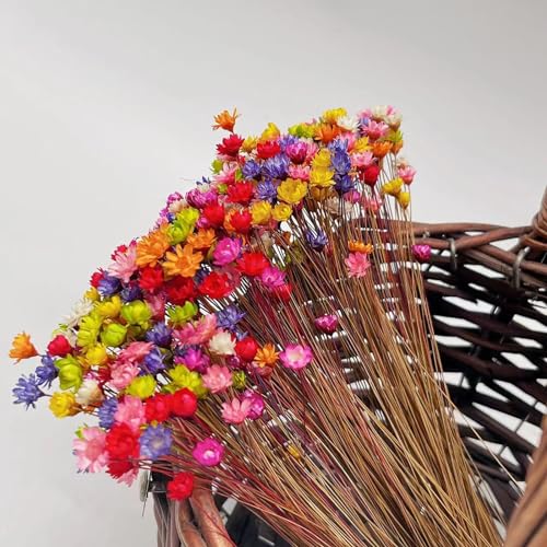 100 Stems Natural Dry Flowers Brazilian Small Star Daisy Decorative Dried Flowers Mini Daisy Chamomile Bouquet for Wedding Floral Arrangements Home Decorations (Royal Blue) - color: Royal Blue