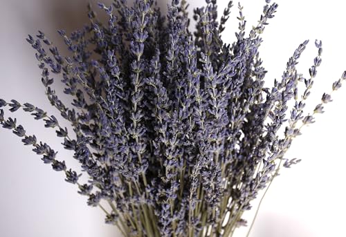 Dried Lavender 2 Bunches 100% Fresh Natural Purple Bouquet Flowers for Bathroom Photo Props Crafts Decoration, 15-17" for Shower Weeding Vase Decor, Home Fragrance(200-220 Stems(100g/3.5oz Total)) - size: 2 Bunches Lavender