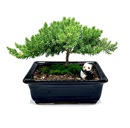 Live Dwarf Juniper Bonsai Tree 4-5years Old with Cute Ceramic Panda | Juniper or Jade Bonsai Tree | Indoor/Outdoor | 100% Handcrafted| Home and Office Décor | Best Gift for Holiday - color: Juniper Smp