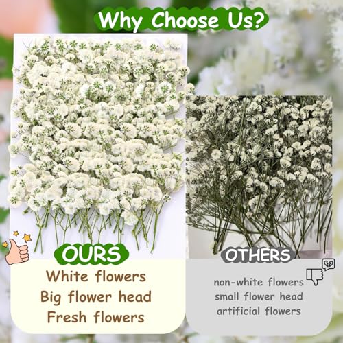 165Pcs Dried Pressed Baby's Breath Flowers - 100% Natural Flat Real White Gypsophila Baby Breath, Pressed Flowers for Resin Art, Epoxy Coasters, Wedding Invitations, Scrapbooking, Frame Decorations - size: 165