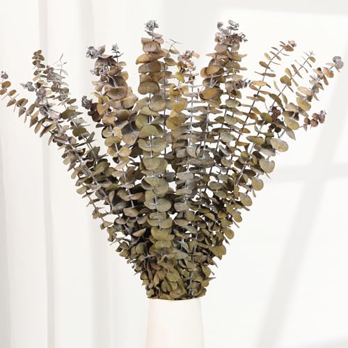 Tavkite 16 Pcs Dried Eucalyptus Stems, 17'' Natural Fresh Eucalyptus Leaves Branches Hanging for Shower, Preserved Real Yellow Plant Live for Home SPA Wall Bathroom Wedding Party Vase Decor - color: Yellow