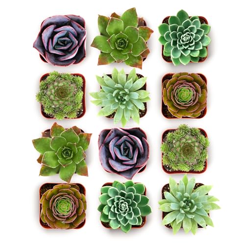 Shop Succulents Echeveria & Rosette Live Succulent Variety Pack – Fully Rooted 2" Potted Plants for Gifts, Favors, DIY Projects, Terrariums, Home Décor, and Garden Arrangements, 12 Pack - color: Pack of 12