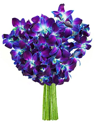 KaBloom-10 Blue Orchid Bouquet,Flowers for Valentine, Mother's Day - color: Blue, size: 10 count, style: Without Vase