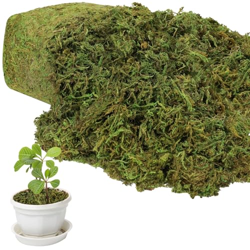 YUNVI 17.6 OZ Large Capacity Artificial Moss for Potted Plants,Natural Fake Moss Grass for Plants Indoor,Craft and Greenery Bulk for Hamsters(Fresh Green)