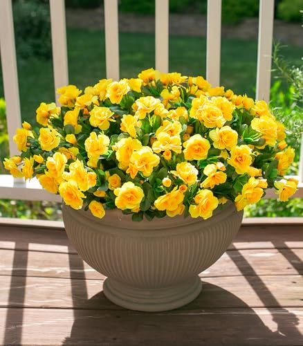 Ivydale Artificial Fake Flowers Plants for Outdoor Outside Spring Decor, Faux Silk Yellow Camellia UV Resistant Look Real for Planter Pot Porch Patio Balcony Garden Yard, 3 Large Bundles - color: Yellow