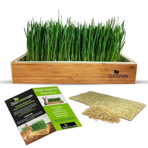 Rabbit Grass Growing Kit – Easy, Self-Watering System for Fresh, Healthy Indoor Greens - color: Rabbit Grass Kit