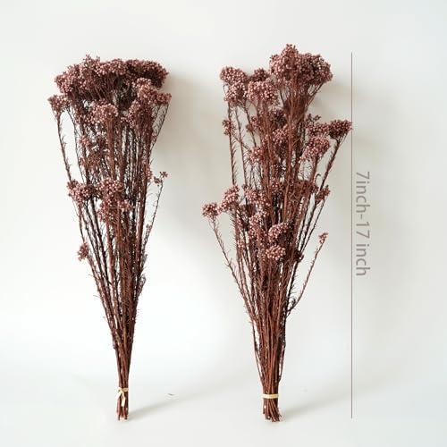 Natural Preserved Millet Flowers Dried Bouquet Flowers and Plants Arrangements for Home and Wedding Decoration (Deep Milk Tea Color) - color: Deep Milk Tea Color