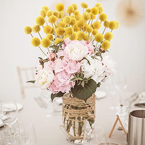 Uieke 30Pcs Natural Dried Flowers Dried Craspedia Billy Balls Flowers Billy Buttons 16" Yellow Flowers Arrangements Bouquet for Boho Farmhouse Wedding Home Vase Party DIY Decor - color: Yellow-25mm-30pcs