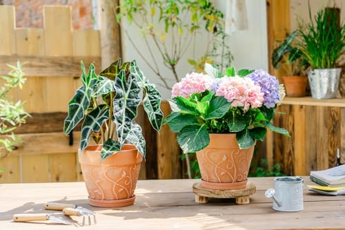 Melphoe Plant Pots Indoor with Drainage & Saucer, 2Pack 8 inch Flower Pots Outdoor Planters for Indoor Plants Garden Home Decor Cactus Succulent, Rigid Plastic (Imitation-Terracotta) Vine-Embossed - color: Terracotta Color, size: 8''