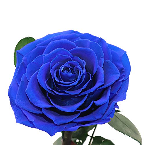 Preserved Roses Handmade Preserved Flowers in Glass Dome, Blue Rose Never Withered, Birthday Gifts for Women (13 inch) - color: Royal Blue, size: X-Large