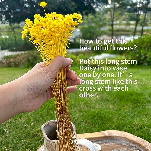 Natural - Dried - Flowers Brazilian Small Star Daisy Dried Decorative Mini Chamomile Bouquet for Wedding Floral Arrangements Home Decorations Valentine's Day Gifts (200 Stems) (Yellow ) - color: Yellow