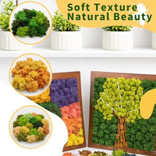 Preserved Reindeer Moss, 17.64oz Natural Decorative for Home Decor, DIY Crafts, Moss Wall Art, Terrariums, Floral Arrangements, Wedding & Holiday Decorations (Dark Green) - color: Dark Green