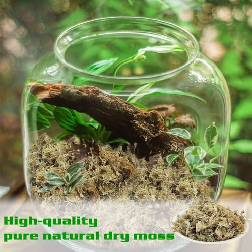 Halatool 3.6OZ Premium Sphagnum Moss for Indoor Plants, 4 QT Orchid Moss Potting Mix - Natural Sphagnum Moss for Succulents, Carnivorous(Sarracenia), Monstera, Terrarium Substrate & Reptile Habitats - size: 4 qt (0.2 lbs)