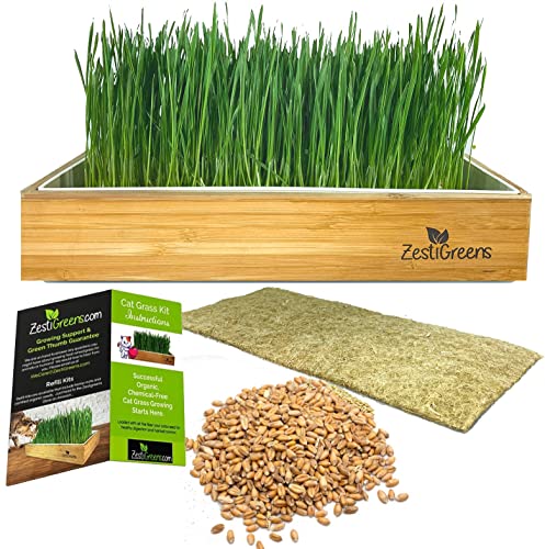 Self-Watering Cat Grass Kit – Grow Fresh, Living Cat Grass at Home in 5–7 Days | No Soil, No Mess | Organic Wheatgrass Seeds | Large Reusable Indoor Tray - color: Self Watering Cat Grass Kit