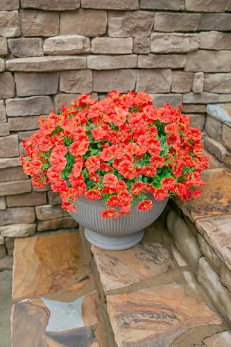 Artificial Flowers for Outdoors Fake Plants Spring Summer Decor, 12 Bundles Orange Silk Morning Glory with Eucalyptus Look Real UV Resistant Faux Flowers for Outside Planters Front Door Yard Indoor - color: Orange