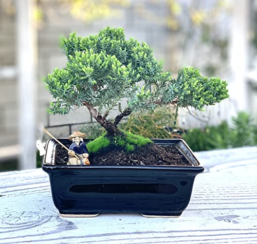 Live Dwarf Juniper Bonsai Tree About 6 Years Old with Cute Ceramic Fisherman | Juniper Bonsai Tree | Indoor/Outdoor | 100% Handcrafted| Home and Office Décor | Best Gift for Holiday - color: Juniper Smf