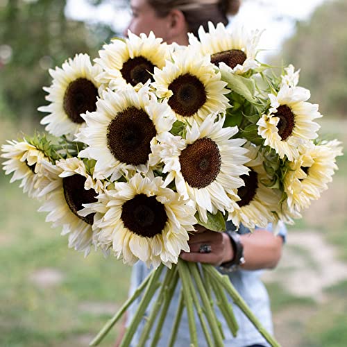 Hollyone Large Silk White Sunflowers Artificial Flowers 26" Long Stem Sunflowers Fake Flowers 6PCS Faux Vintage Fall Sunflowers Bouquet Bulk for Home Wedding Birthday Party Centerpieces Decorations - color: Yellow Cream