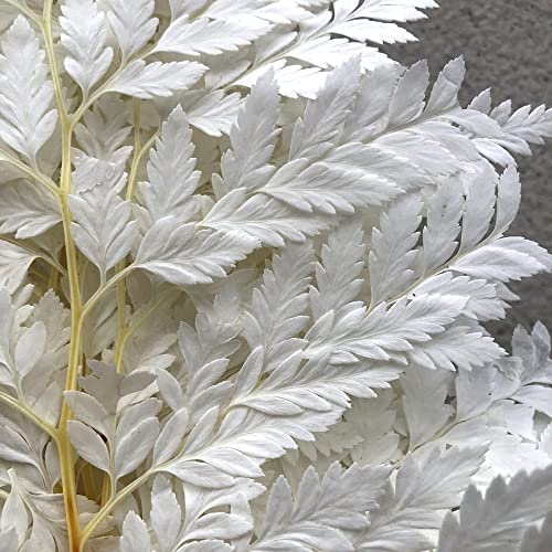 Preserved Real Green Ferns Dried Green Fern Tips Stems Wedding Garlands Home Decorations Bouquets Flower Arrangements Wall Hanging Dried (White)(20 Stems) - color: White-fern-20