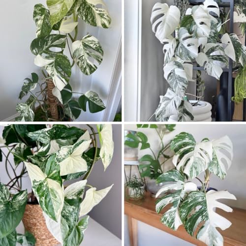 Variegated Monstera Plant Live, Monstera Live Plant, Philodendron Tropical Houseplants, 5 to 7 Inc Tall