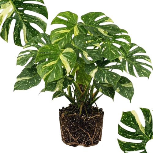 Variegated Monstera Plant Live, Monstera Live Plant, Philodendron Tropical Houseplants, 5 to 7 Inc Tall