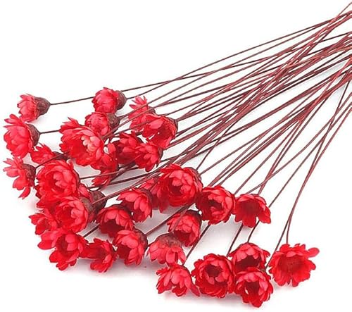 100 Stems Natural Dry Flowers Brazilian Small Star Daisy Decorative Dried Flowers Mini Daisy Chamomile Bouquet for Wedding Floral Arrangements Home Decorations (Red02) - color: Red02