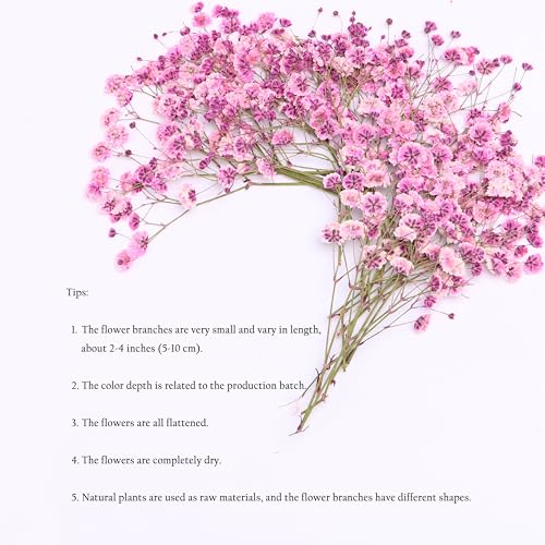 30 Pcs Pink Baby's Breath Real Dried Pressed Flowers.Vacuum-Packed Mini DriedBaby's Breath Flowe Specimen +1 Tweezers, for Resin Art /DIY Making Wedding Card/ Home Party Decor.