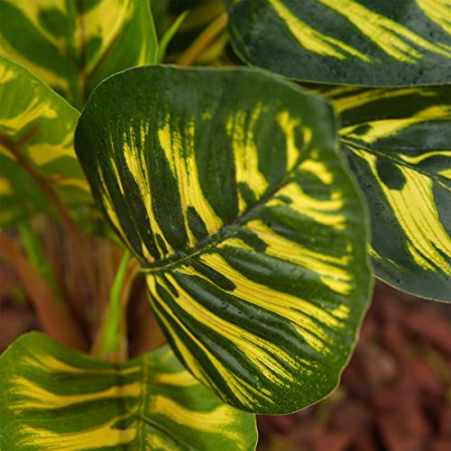 Reptile Terrarium Decor Plants, Bearded Dragon Tank Accessories fit Crested Gecko Leopard Lizard Chameleon Ball Python Snake Frog - Yellow Fake Prayer Peacock Plants - color: C-yellow Fake Prayer Peacock Plant