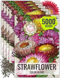 Seed Needs Strawflower Seeds for Planting Mixed Annual Cut Flowers 5 Packs - size: 5 Packs
